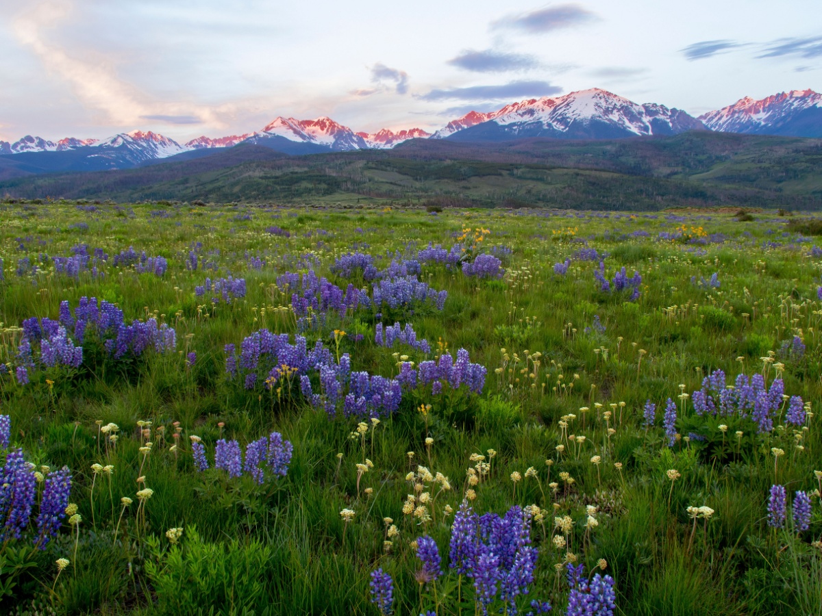 Breckenridge Wildflower Week Event