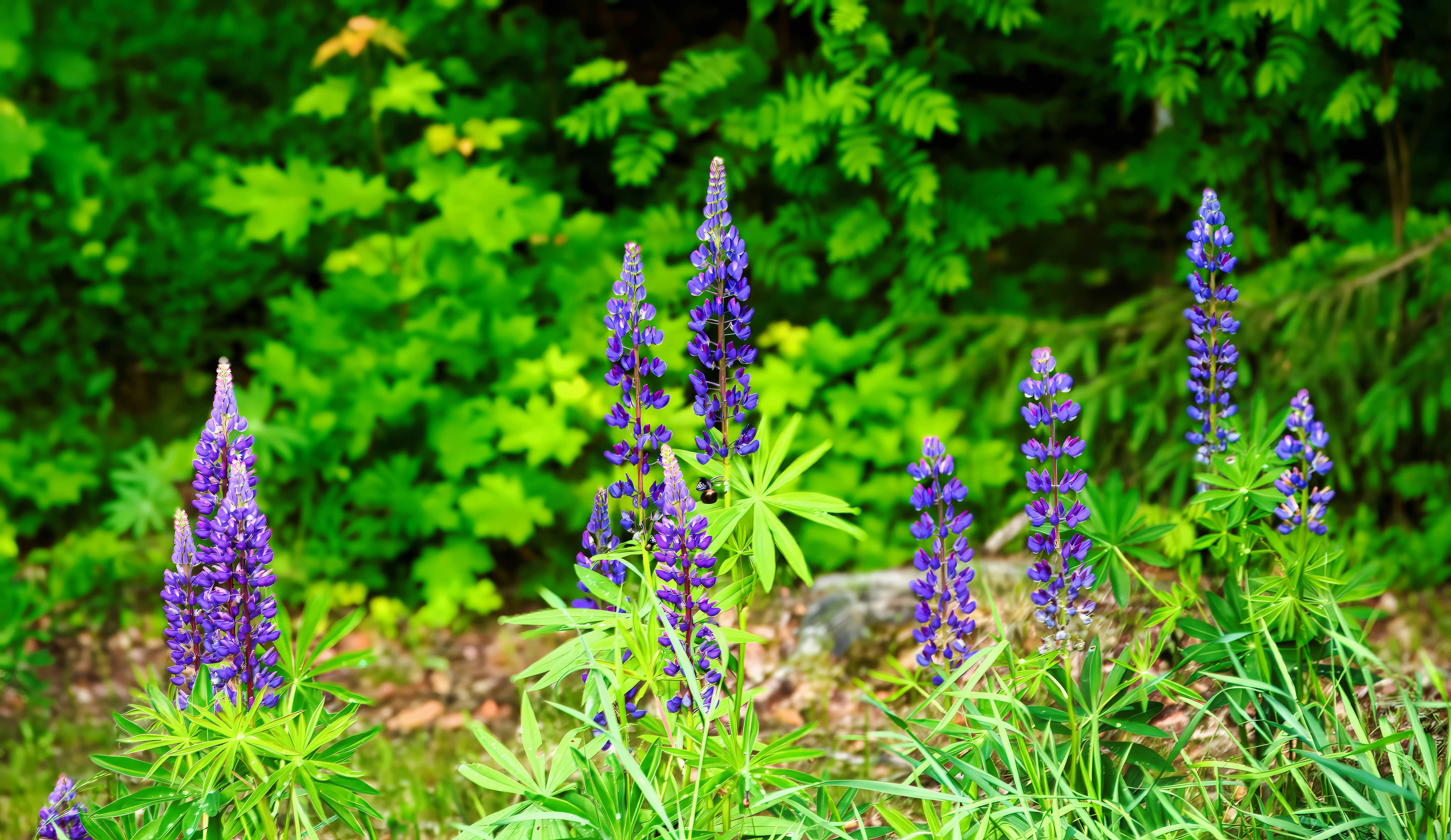 Breckenridge Wildflower Week Event