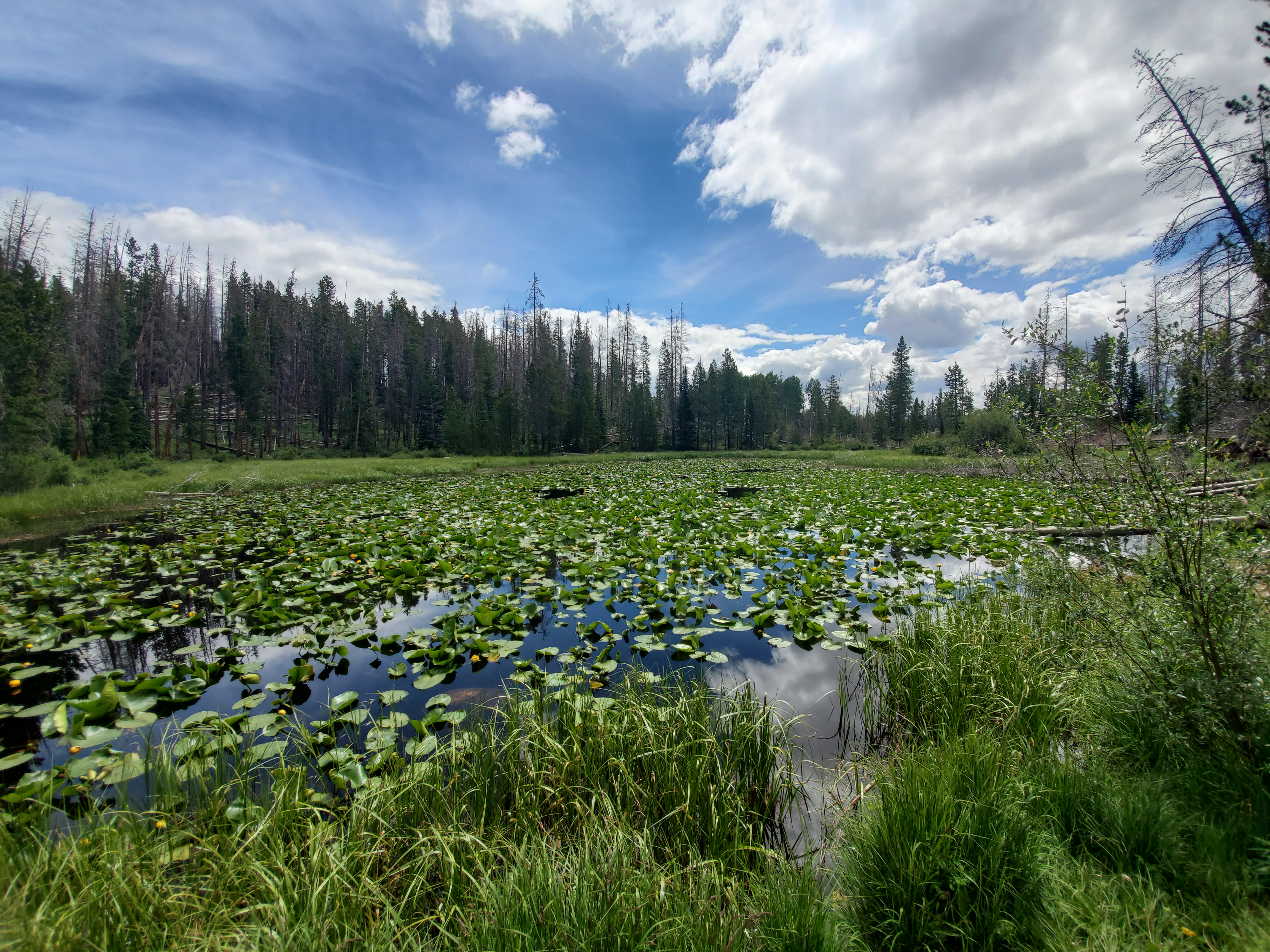Things To Do Lily Pad Lake